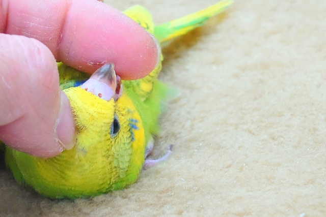 セキセイインコ