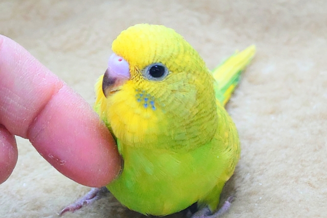 セキセイインコ