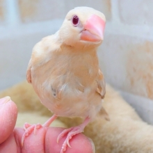 【🆙最新画像あり‼️】ヌマ主はキレイなルビーアイです🍒✨　シナモン文鳥