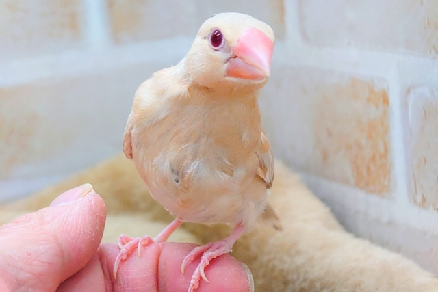 【🆙最新画像あり‼️】ヌマ主はキレイなルビーアイです🍒✨　シナモン文鳥