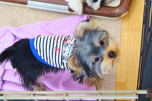 ヨークシャテリア