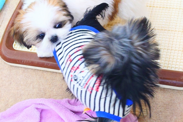 ヨークシャテリア