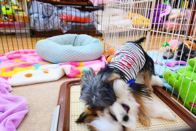 ヨークシャテリア