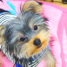 最新画像になります☆しずかに戦います🌟いつでも全力なヨークシャーテリアの男のコ🐾