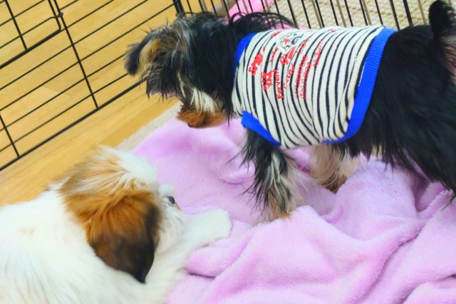 ヨークシャテリア