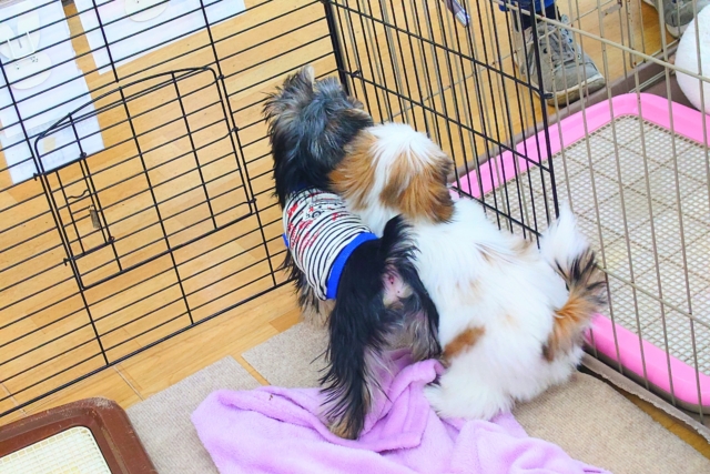 ヨークシャテリア