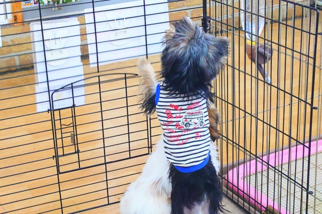 ヨークシャテリア