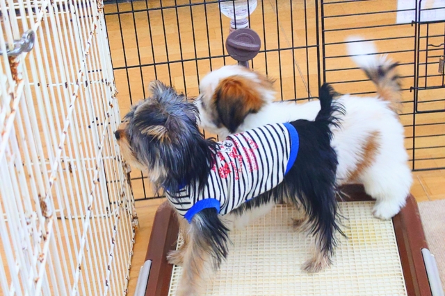 ヨークシャテリア