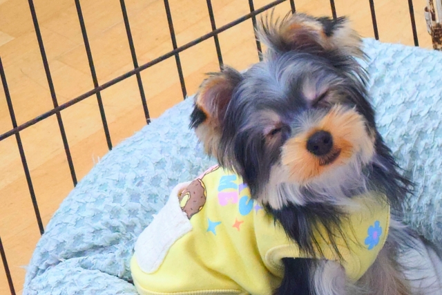 ヨークシャテリア