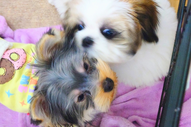 ヨークシャテリア