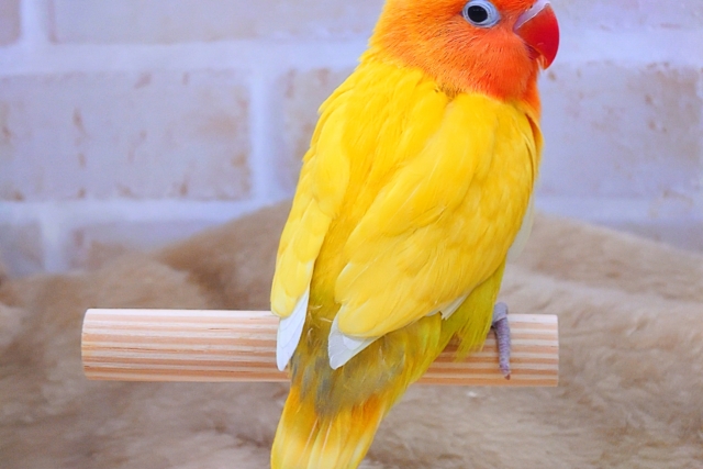 ヤマブキボタンインコ