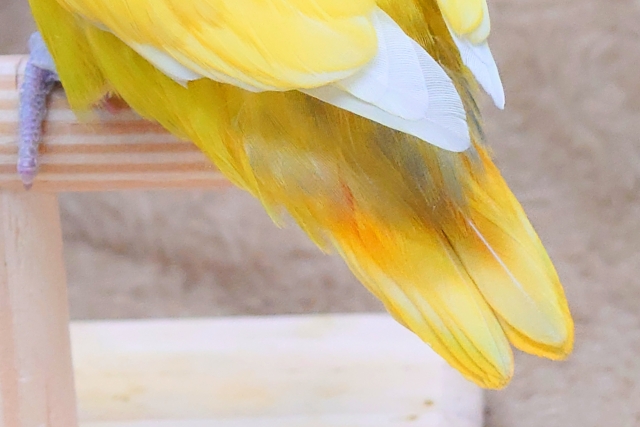 ヤマブキボタンインコ