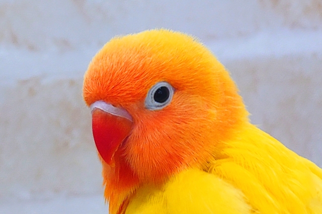 ヤマブキボタンインコ