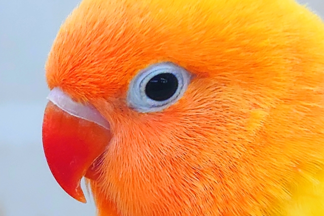 ヤマブキボタンインコ