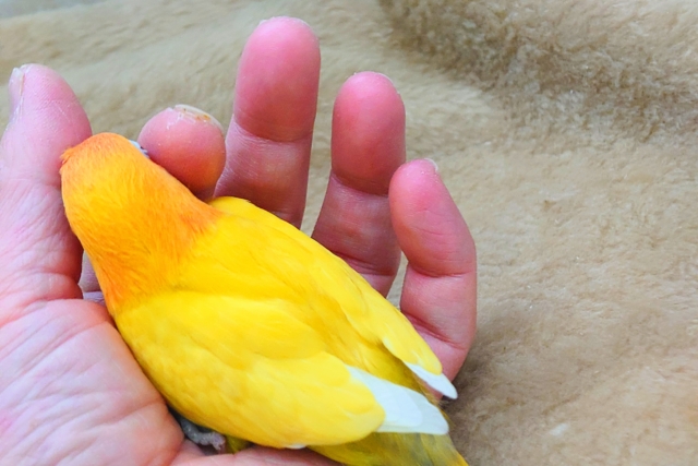 ヤマブキボタンインコ