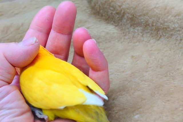 ヤマブキボタンインコ