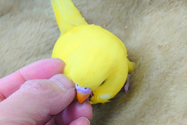 ジャンボセキセイインコ