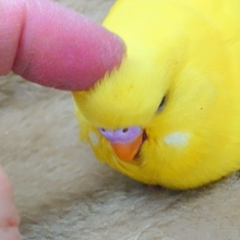 ひと言、言いたいーー！！　なぜ、触れてくれない？？っと～　ジャンボセキセイインコ～～