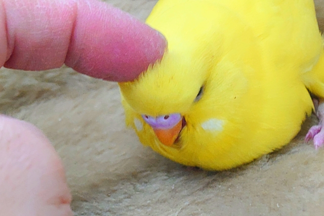 ひと言、言いたいーー!! なぜ、触れてくれない??っと~ ジャンボセキセイインコ~~ ジャンボセキセイインコ