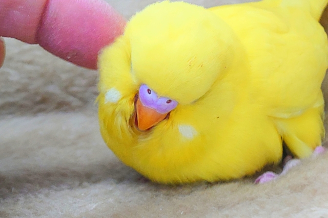 ひと言、言いたいーー!! なぜ、触れてくれない??っと~ ジャンボセキセイインコ~~ ジャンボセキセイインコ