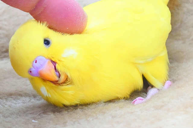 ジャンボセキセイインコ