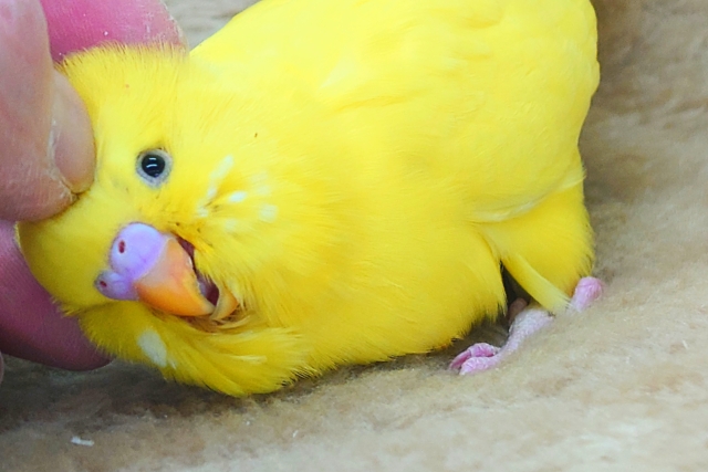 ひと言、言いたいーー!! なぜ、触れてくれない??っと~ ジャンボセキセイインコ~~ ジャンボセキセイインコ