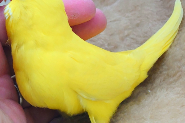 ジャンボセキセイインコ