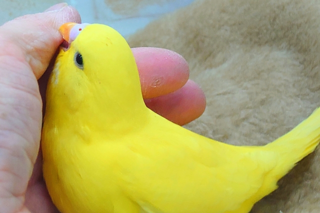 ジャンボセキセイインコ