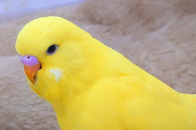 ひと言、言いたいーー!! なぜ、触れてくれない??っと~ ジャンボセキセイインコ~~ ジャンボセキセイインコ