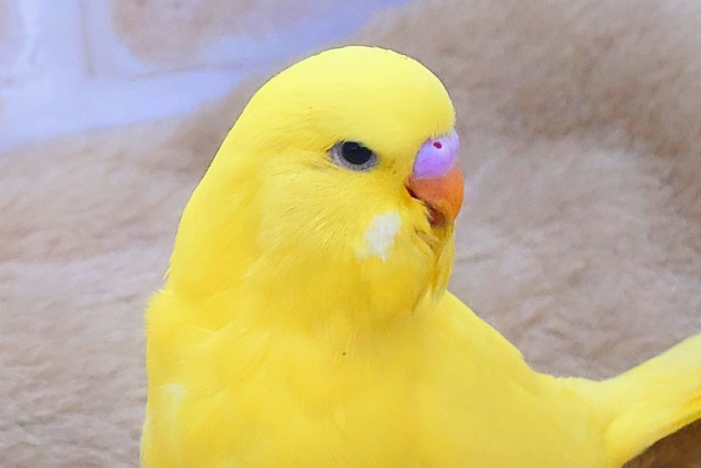 ジャンボセキセイインコ