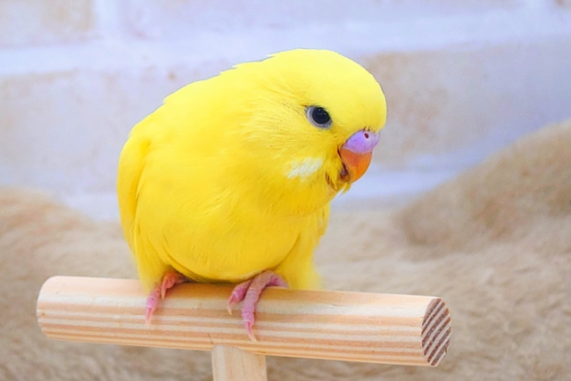 ひと言、言いたいーー!! なぜ、触れてくれない??っと~ ジャンボセキセイインコ~~ ジャンボセキセイインコ