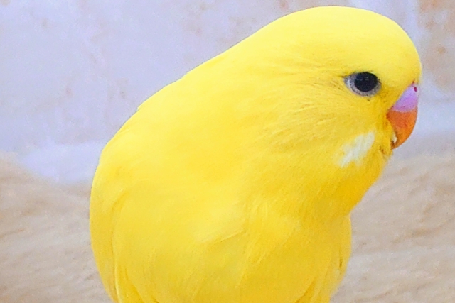 ひと言、言いたいーー!! なぜ、触れてくれない??っと~ ジャンボセキセイインコ~~ ジャンボセキセイインコ
