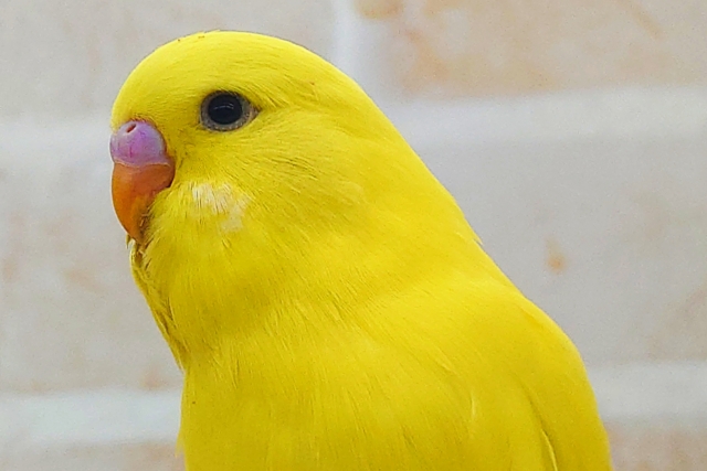 ジャンボセキセイインコ