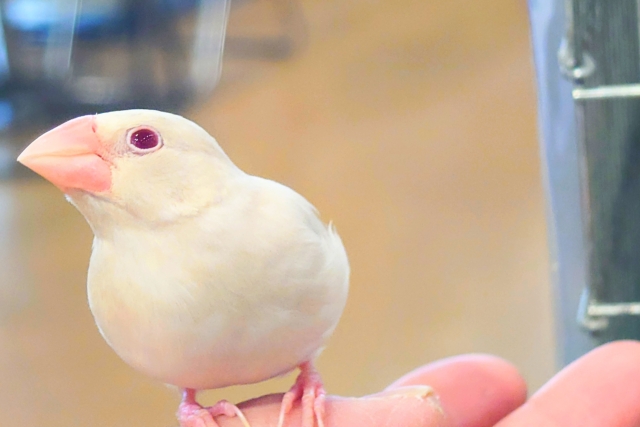 シルバーイノ文鳥