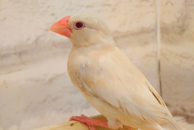 シルバーイノ文鳥