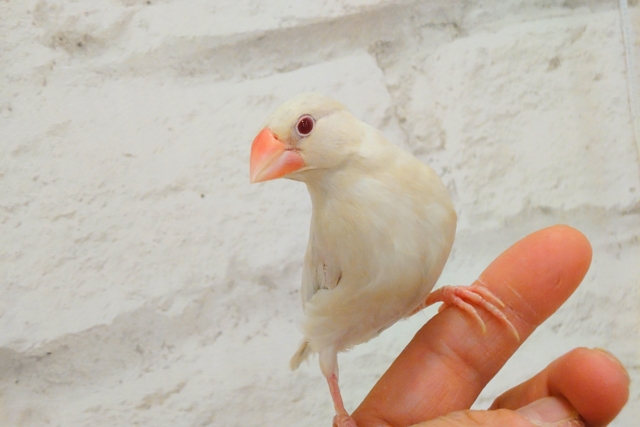 シルバーイノ文鳥