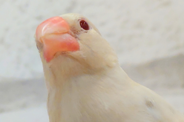 シルバーイノ文鳥