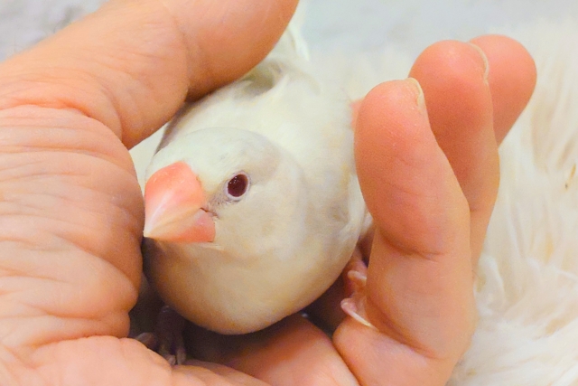 シルバーイノ文鳥