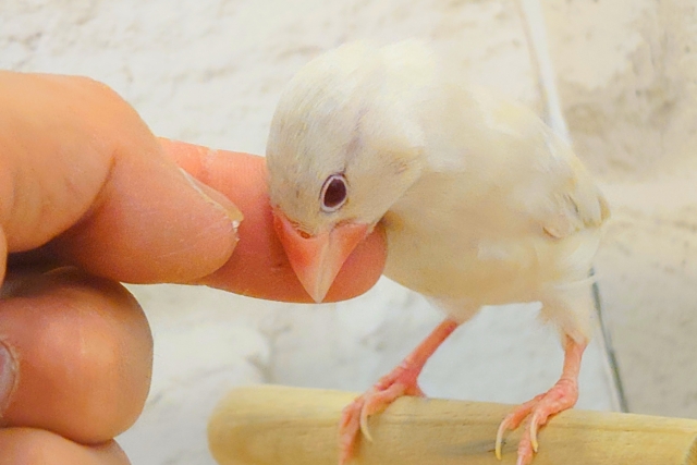 シルバーイノ文鳥