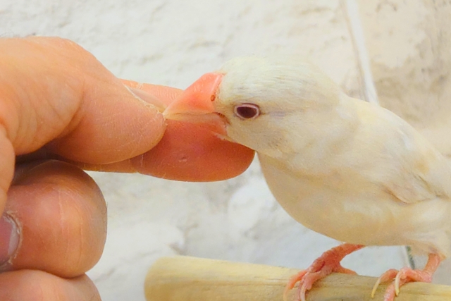 シルバーイノ文鳥