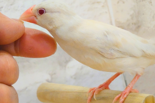 シルバーイノ文鳥