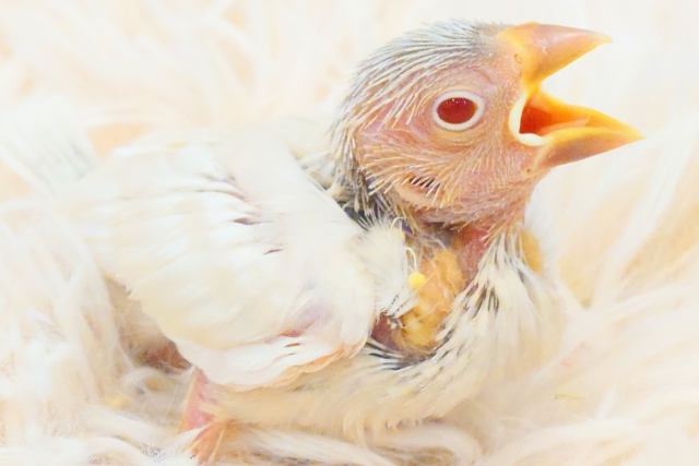 シルバーイノ文鳥