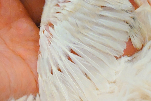 シルバーイノ文鳥