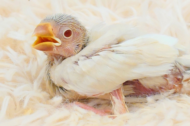 シルバーイノ文鳥