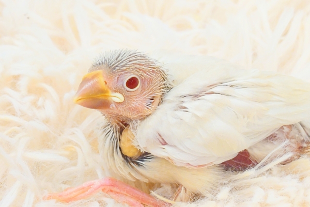 シルバーイノ文鳥