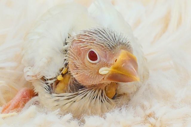 シルバーイノ文鳥