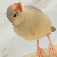 【最新画像更新🪄】可愛いと愛おしいが交互にやってくる♥アゲイト文鳥 ヒナ