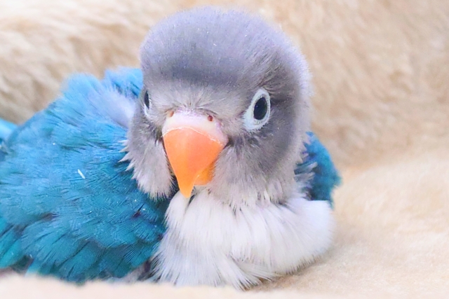 ブルーボタンインコ