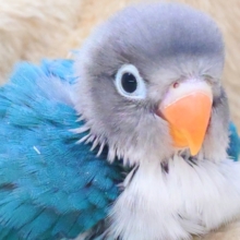 最新画像になります☆おちゃめが、勝つ♨オーシャンブルー🪼💞　ボタンインコ（ブルー）