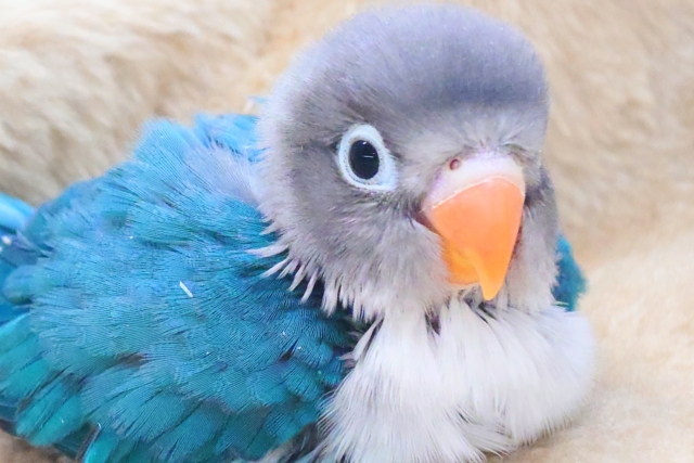 最新画像になります☆おちゃめが、勝つ♨オーシャンブルー🪼💞　ボタンインコ（ブルー）